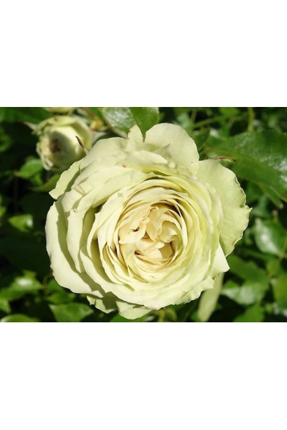 Rose floribunda Lovely Green 